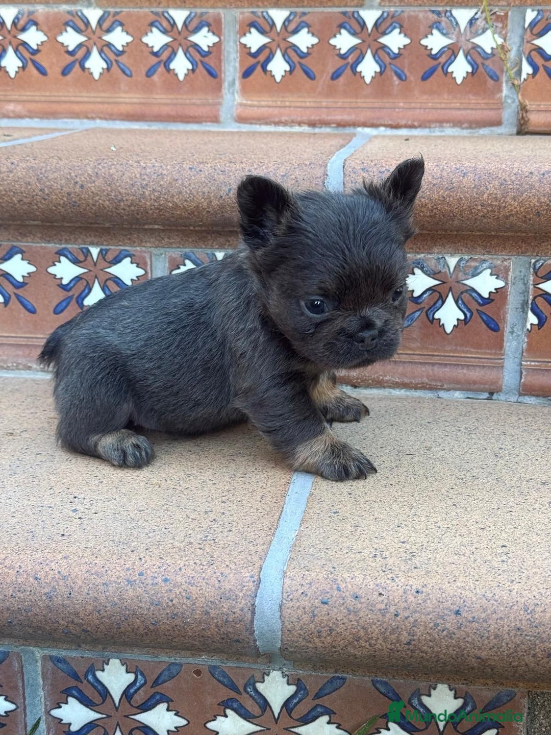 Bulldog Francés perros en venta: 🐶 CAMADA DE BULLDOG FRANCÉS FLUFFY🐶 - Imagen 2