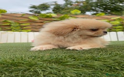 Pekinés perros en venta: PEKINES IMPERIAL - Imagen 2