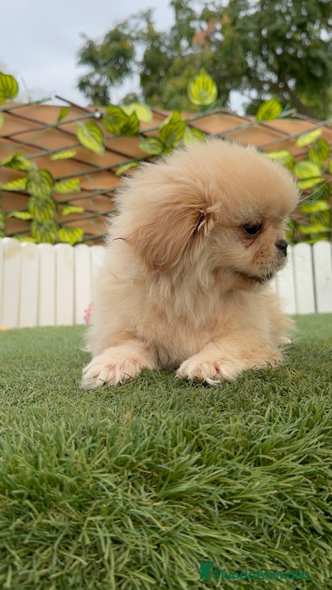 Pekinés perros en venta: PEKINES IMPERIAL - Imagen 2