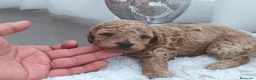 Caniche Toy perros en venta: Espectacular camada de caniche  - Anuncio 2