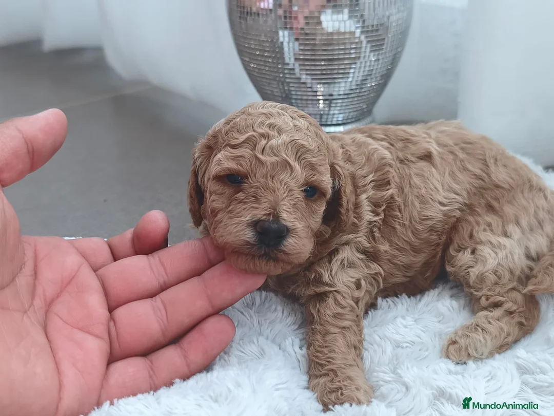 Caniche Toy perros en venta: Espectacular camada de caniche  - Anuncio 2