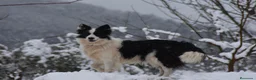 Border Collie perros en venta: Cachorros de Border Collie disponibles - Anuncio 4