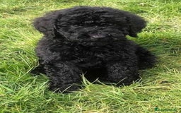 Perro de Agua Español perros en venta: CAMADA DE CACHORRITOS DE PERROS DE AGUA ESPAÑOL  - Anuncio 3