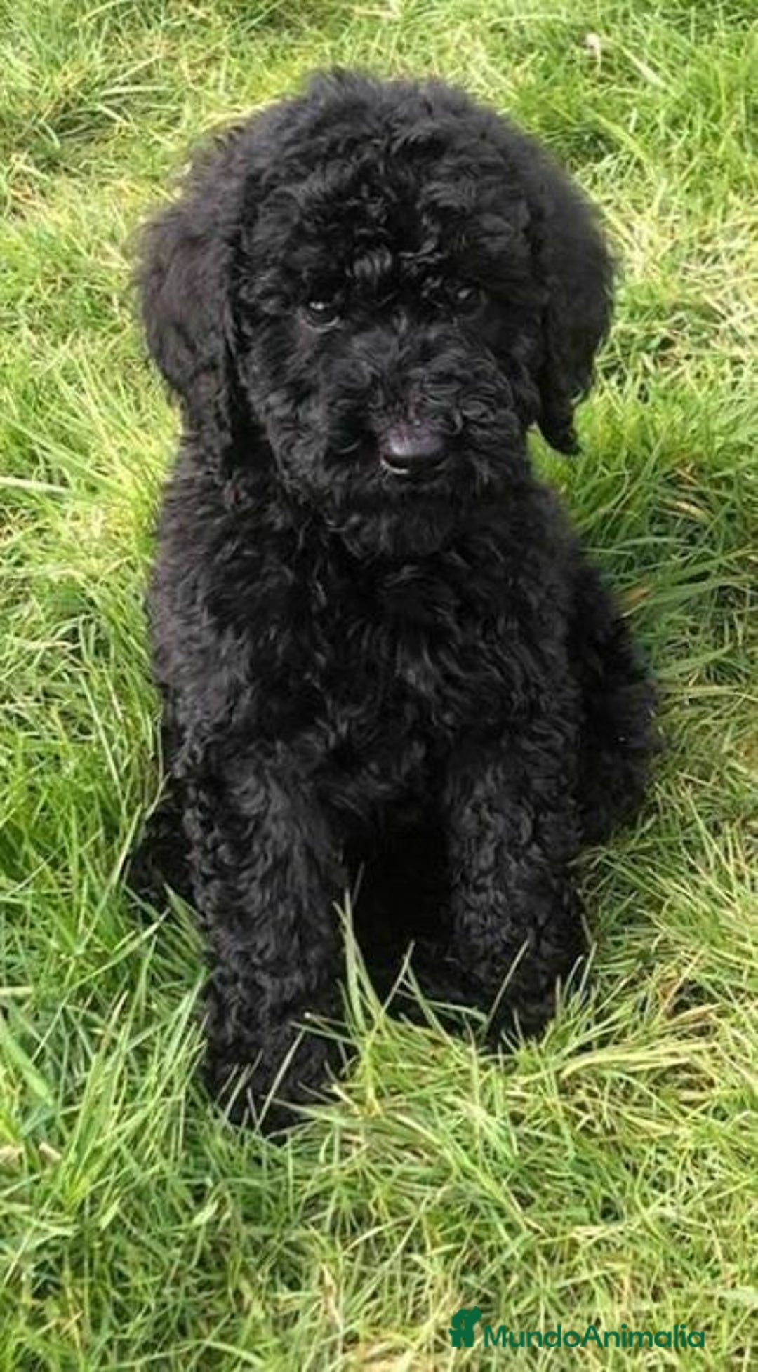 Perro de Agua Español perros en venta: CAMADA DE CACHORRITOS DE PERROS DE AGUA ESPAÑOL  - Anuncio 3