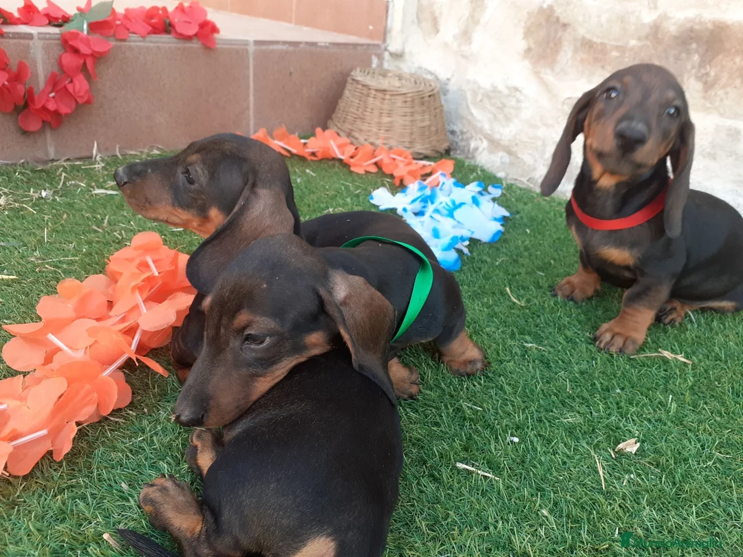 Teckel perros en venta: Preciosidad de Teckel.  en Cáceres - Anuncio 2