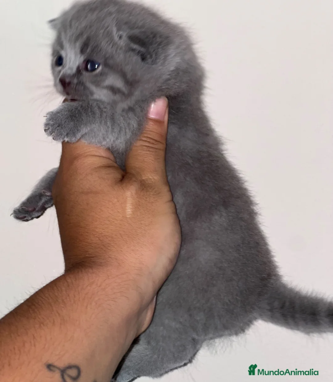 Británico de Pelo Corto Azul gatos en venta: HEMBRITA BLUE BRITISH SHORTHAIR  - Anuncio 4