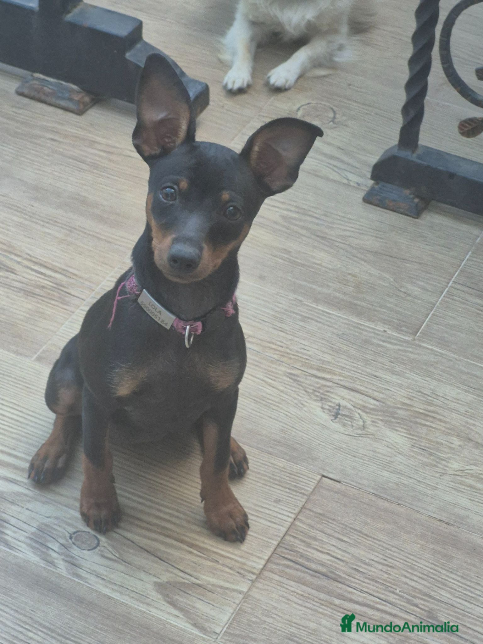 Pinscher Miniatura perros Mini pincher 🐾❤️ - Anuncio 2