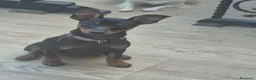 Pinscher Miniatura perros en venta: Mini pincher 🐾❤️ - Anuncio 1