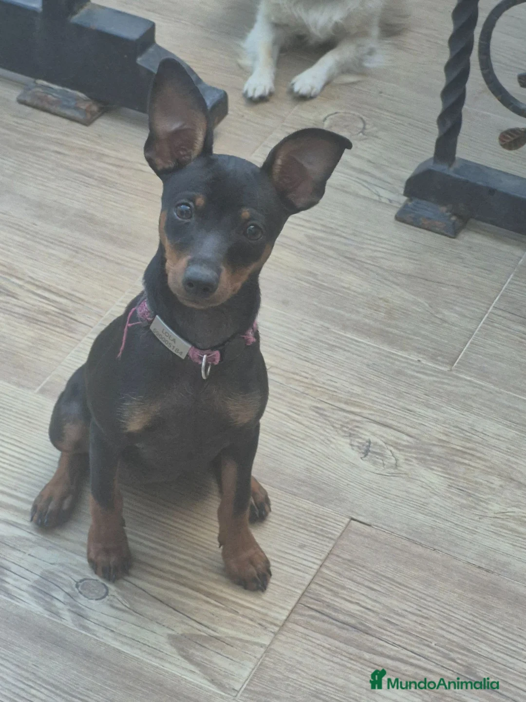 Pinscher Miniatura perros en venta: Mini pincher 🐾❤️ - Anuncio 1