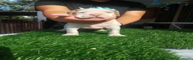 American Bully 3