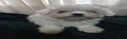 Bichón Maltés perros en venta: BICHON MALTES TOY - Anuncio 2