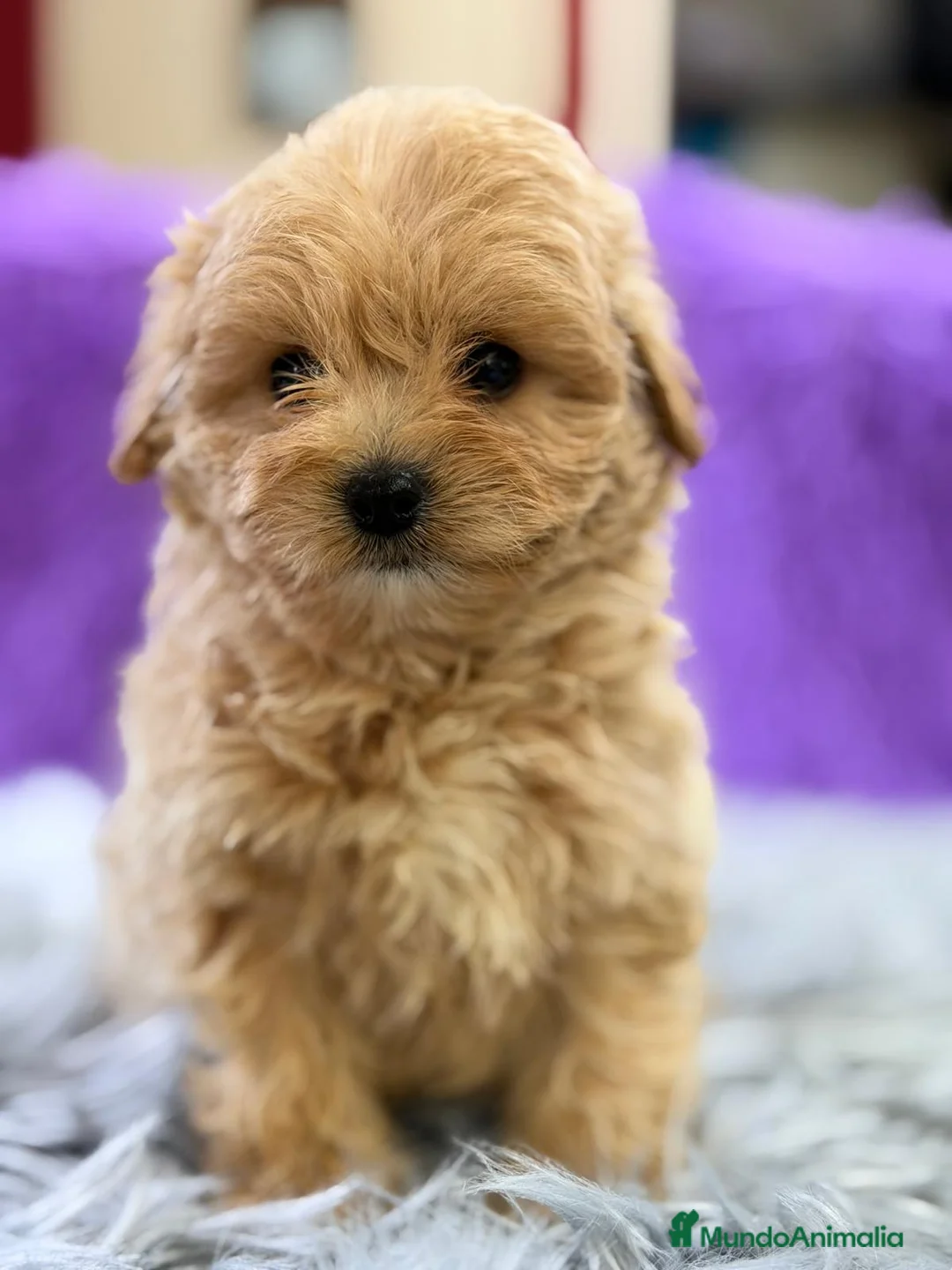 Maltipoo perros en venta: MALTIPOO APRICOT - Anuncio 4