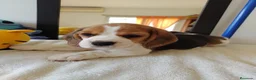 Beagle perros en venta: Beagle americano  en Ciudad Real - Anuncio 2