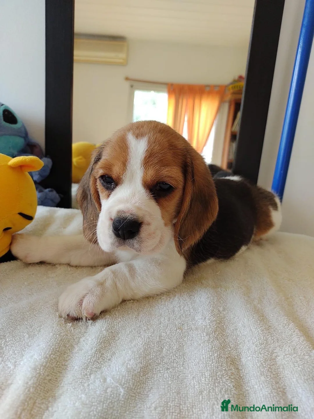 Beagle perros en venta: Beagle americano  en Ciudad Real - Anuncio 2