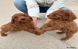 Caniche Toy perros en venta: Solo gente interesada - Imagen 1
