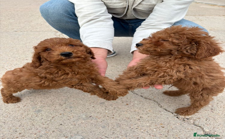 Caniche Toy perros - Anuncio 9