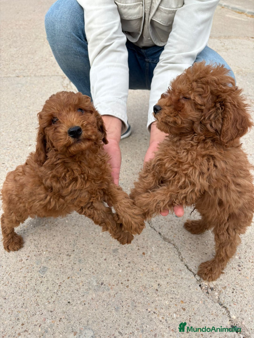 Caniche Toy perros en venta: Solo gente interesada - Imagen 1