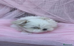 Bichón Maltés perros en venta: Coreano 💯 x 💯 Bichón maltes  - Anuncio 5