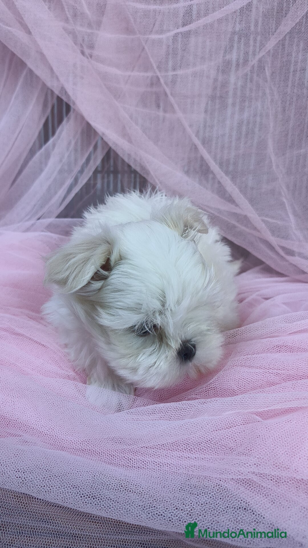 Bichón Maltés perros en venta: Coreano 💯 x 💯 Bichón maltes  - Anuncio 5