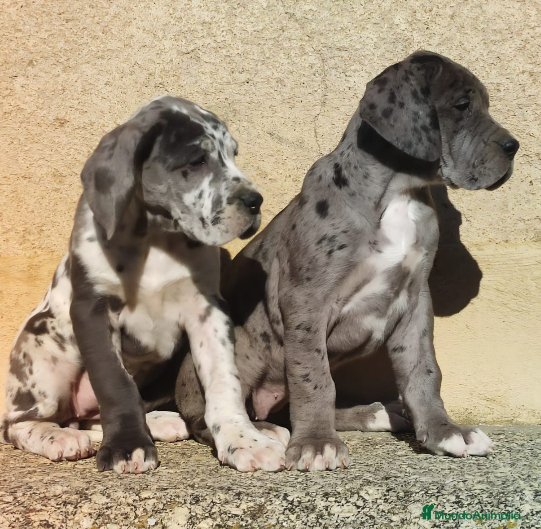 Dogo Argentino perros en venta: DOGO ARGENTINO-GRAN DANES - Anuncio 3