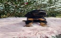 Cocker Spaniel Inglés perros en venta: Cocker black  and tan  - Imagen 2