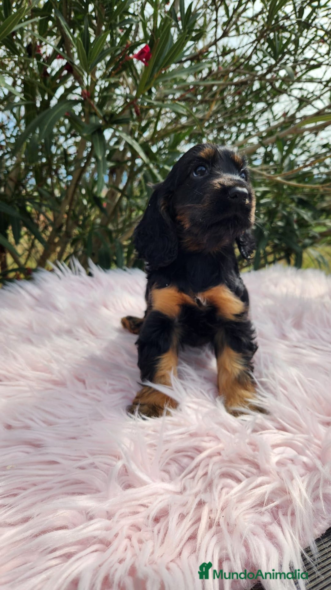 Cocker Spaniel Inglés perros en venta: Cocker black  and tan  - Imagen 2