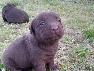 Labrador Retriever perros Camadas de Labrador color Chocolate en Granada - Anuncio 2