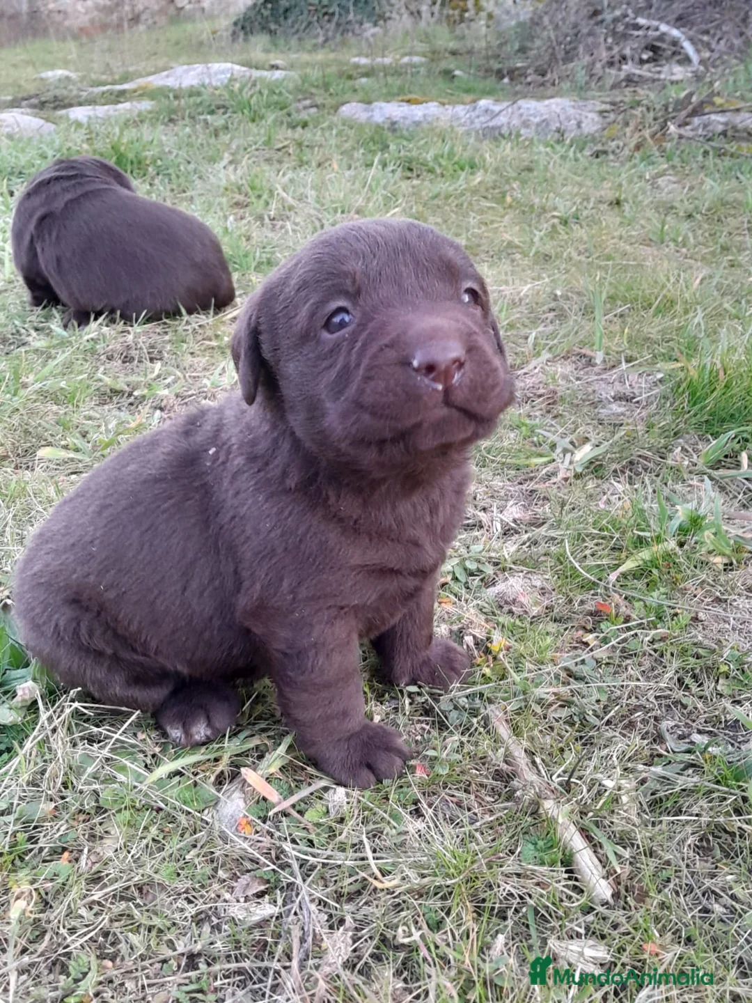 Labrador Retriever perros en venta: Camadas de Labrador color Chocolate en Granada - Anuncio 1