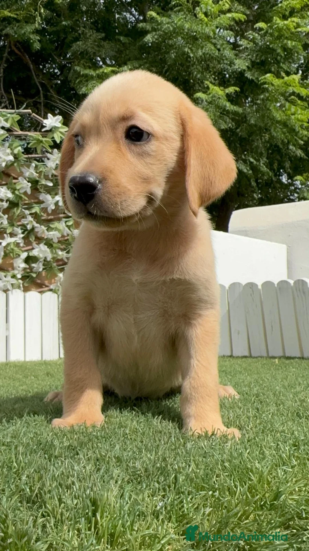 Labrador Retriever perros en venta: LABRADOR HEMBRA - Anuncio 14
