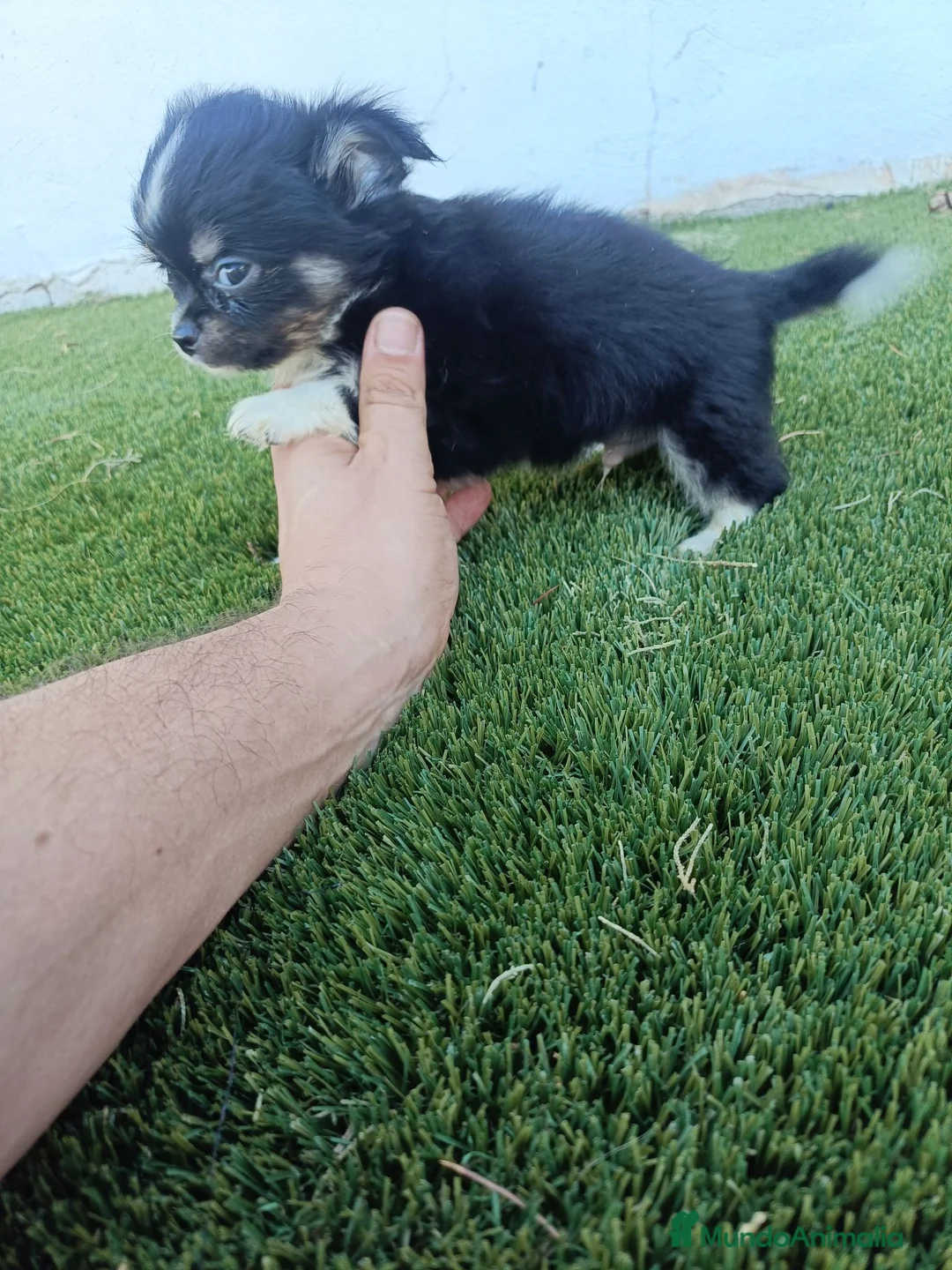 Chihuahua perros en venta: Machito de Chihuahua Pelo Largo - Anuncio 2
