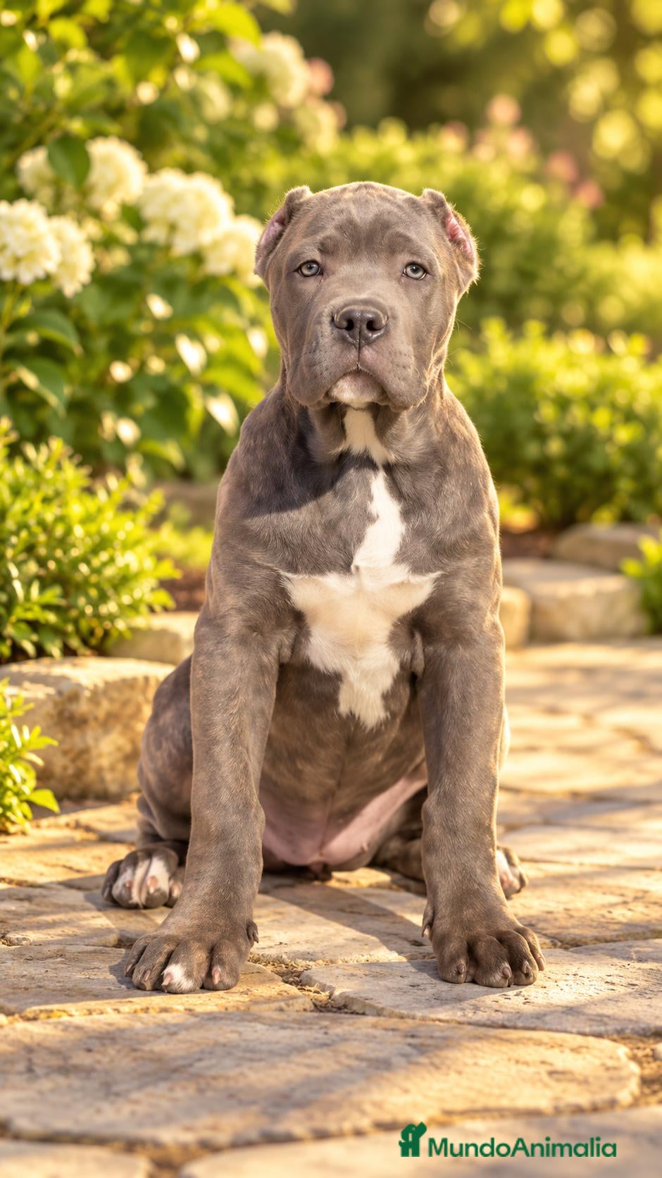 Cane Corso perros en venta: Cane corso  - Anuncio 1