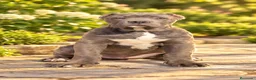 Cane Corso perros en venta: Cane corso  - Anuncio 1