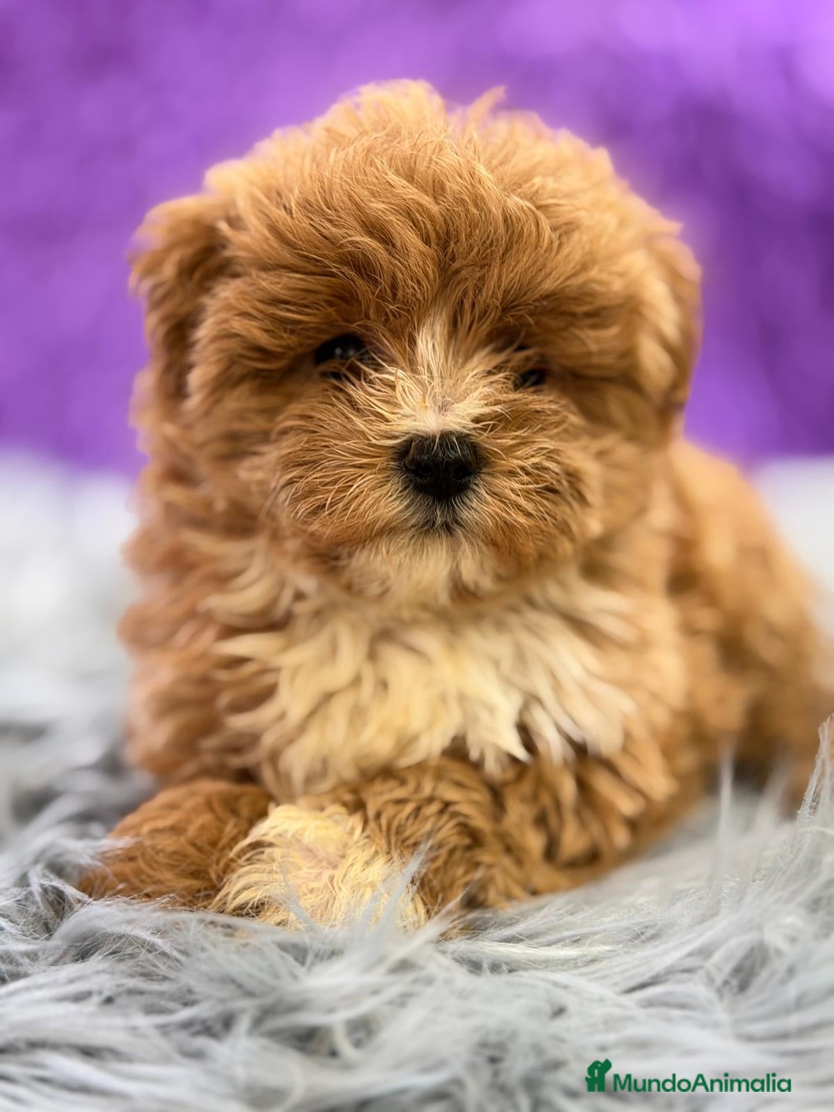 Maltipoo perros CAMADA DE MALTIPOO DISPONIBLES - Anuncio 2