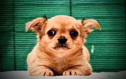 Chihuahua perros en venta: Chihuahuas toy cabeza de manzana - Imagen 4