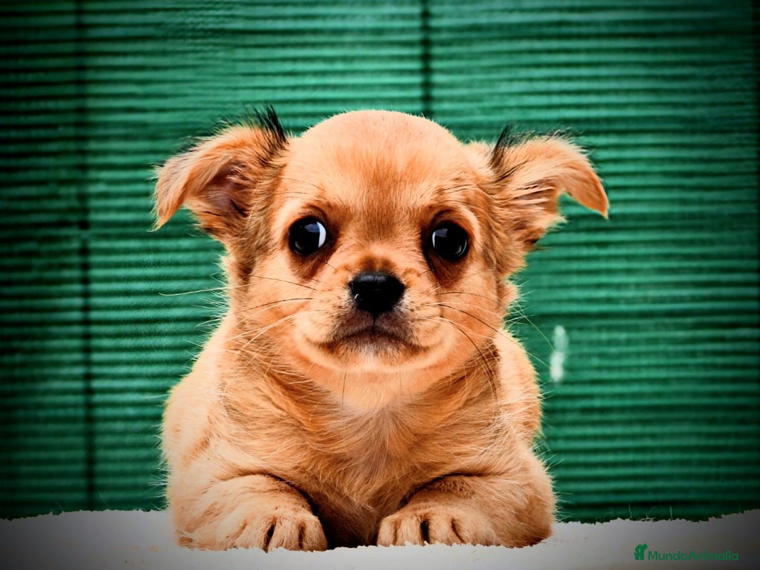 Chihuahua perros en venta: Chihuahuas toy cabeza de manzana - Imagen 4