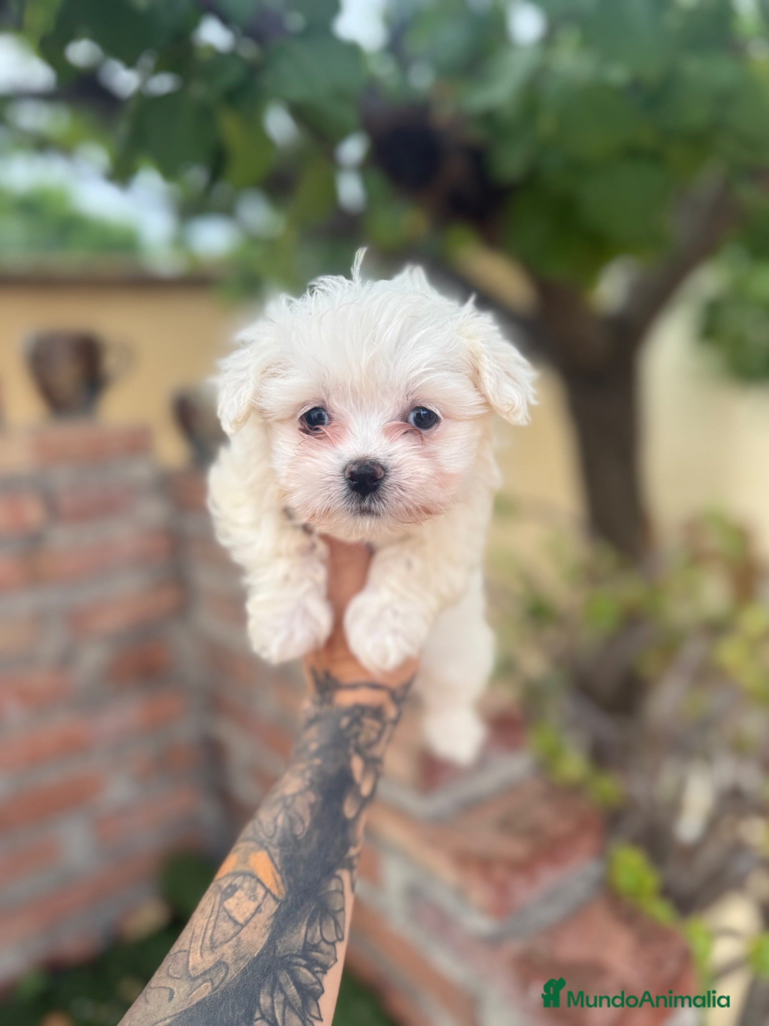 Bichón Maltés perros Bichon maltés macho disponible - Anuncio 1