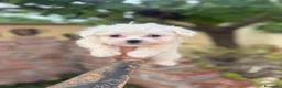 Bichón Maltés perros en venta: Bichon maltés macho disponible - Anuncio 1
