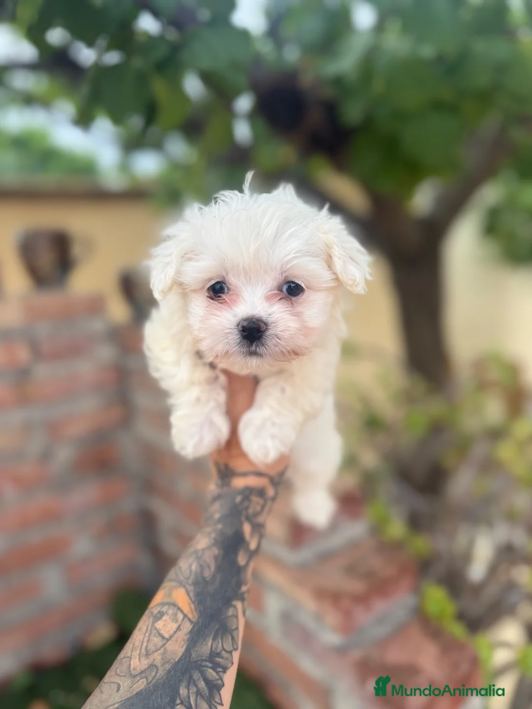 Bichón Maltés perros en venta: Bichon maltés macho disponible - Anuncio 1