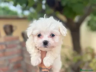 Bichón Maltés perros Bichon maltés macho disponible - Anuncio 2