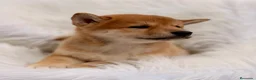 Shiba Inu perros en venta: CAMADA DE SHIBA INU DISPONIBLES - Anuncio 10