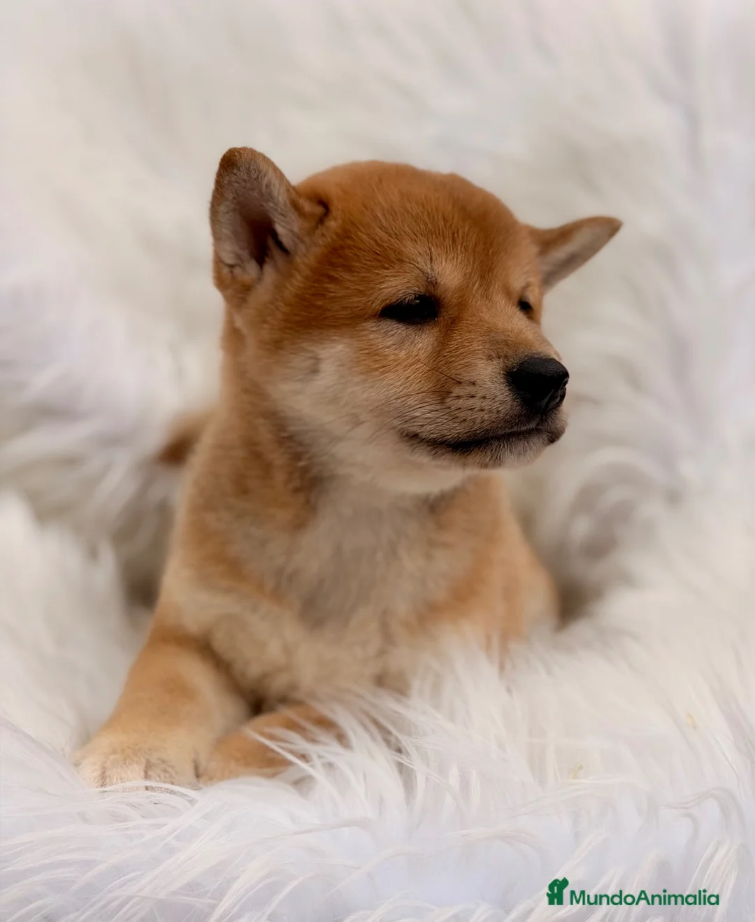 Shiba Inu perros en venta: CAMADA DE SHIBA INU DISPONIBLES - Anuncio 10