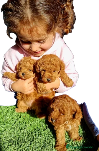 Imagen de galería {{count}}