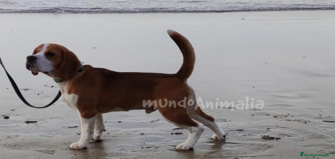 Imagen de galería {{count}}