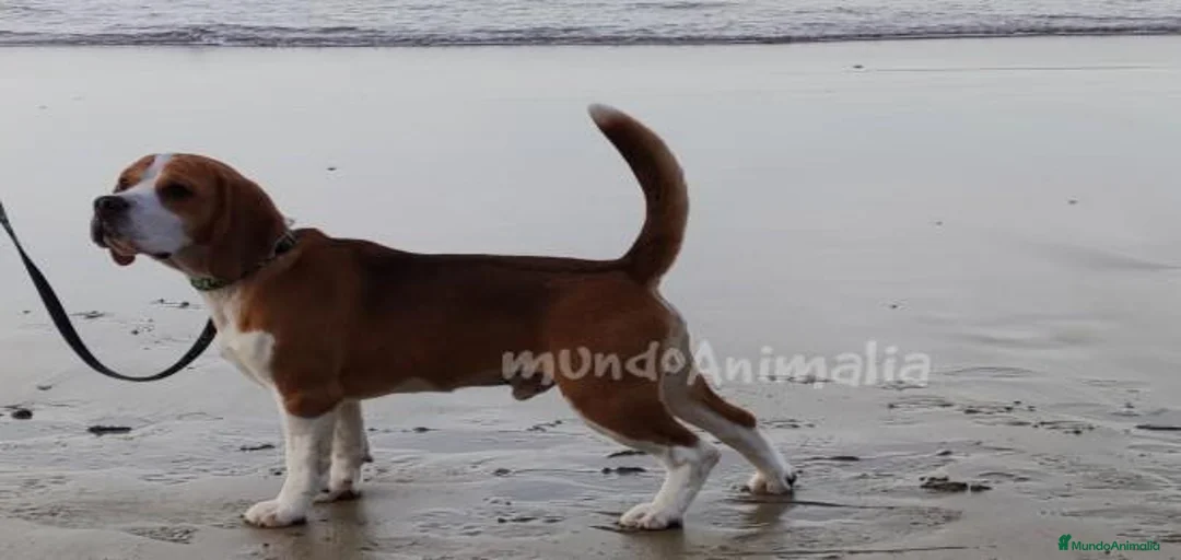 Imagen de galería {{count}}