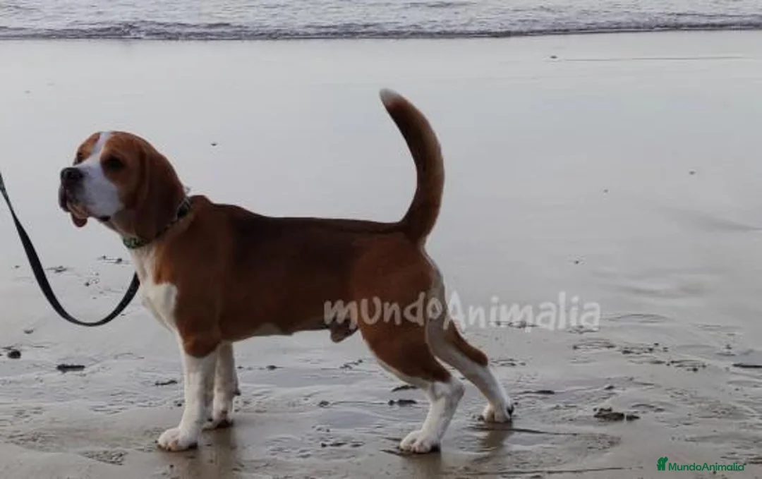 Imagen de galería {{count}}