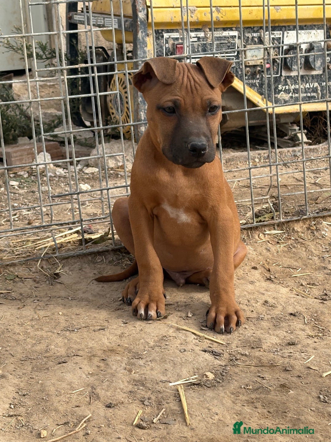 American Pit Bull Terrier perros en venta: Pitbull con pedigree  - Anuncio 3