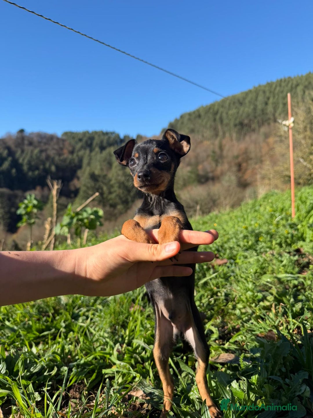 Pinscher Miniatura perros en venta: Cachorros Mini Pincher - Anuncio 2