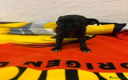 Chihuahua perros en venta: Chihuahua toy - Imagen 24