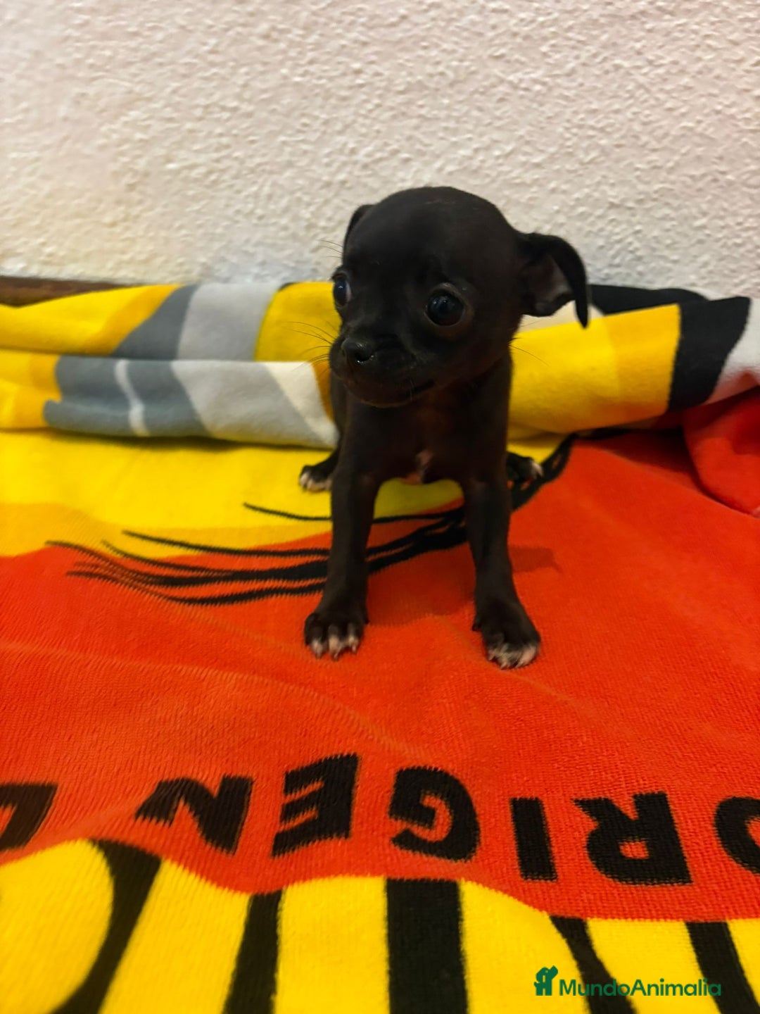 Chihuahua perros en venta: Chihuahua toy - Imagen 24