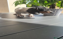 Teckel Miniatura perros en venta: Teckel pielbad mini ♂️ - Imagen 2